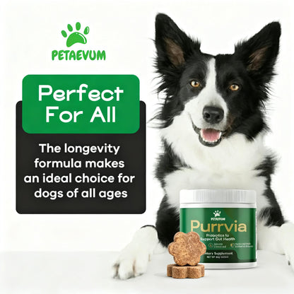 Purrvia Probiotic / Longevity Support