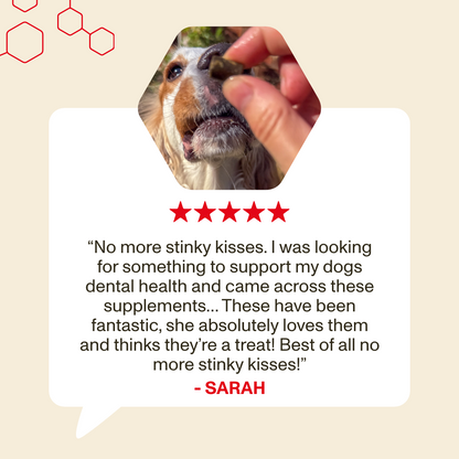 ✨ VitalPet Life Longevity+ Pet Supplement Powder | Extend Pet’s Healthy Lifespan, Boost Immunity, Improve Coat Shine, Reduce Itching & Freshen Breath – For Dogs & Cats, All Ages